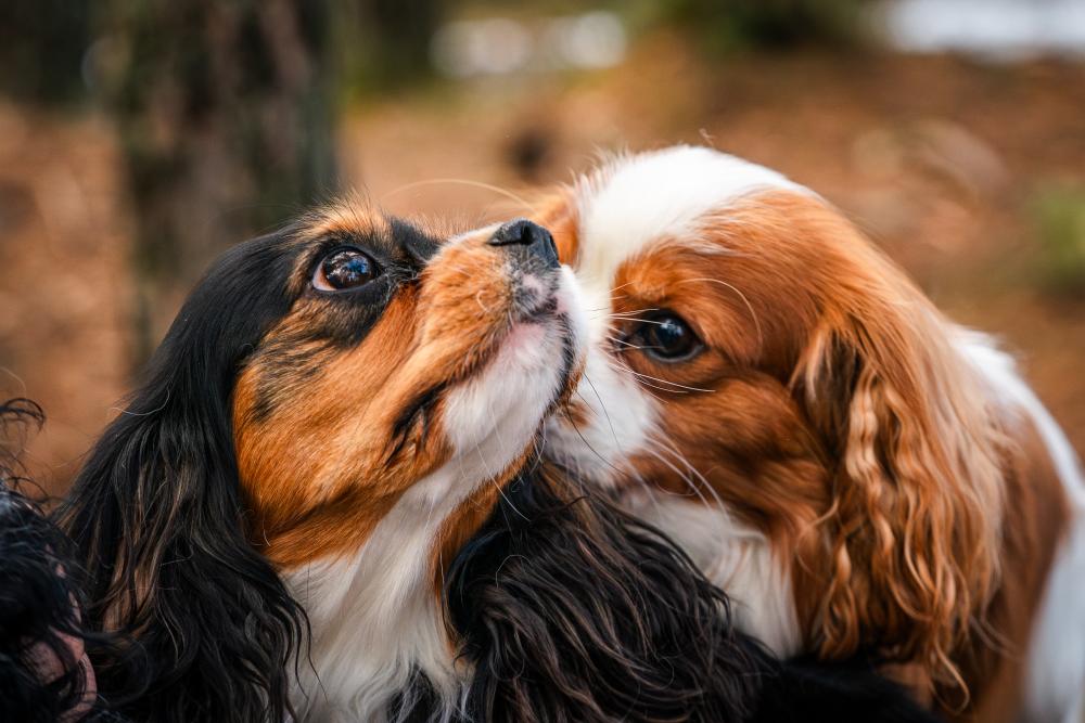 dog meet
